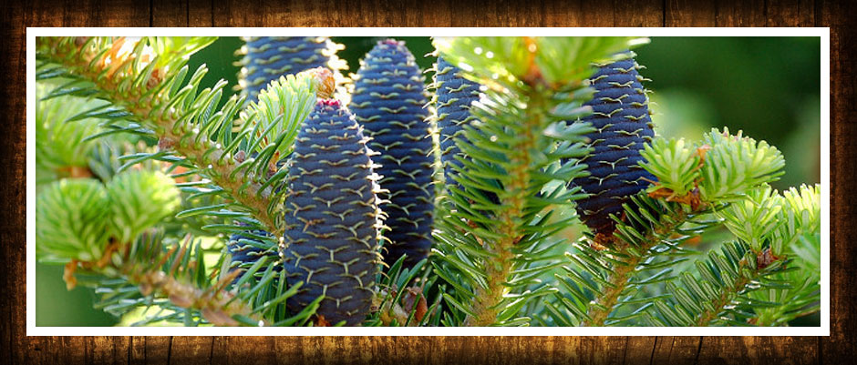 stromy listnaté jehličnaté keře popínavé rostliny funkie rostlinná školka v Polsku