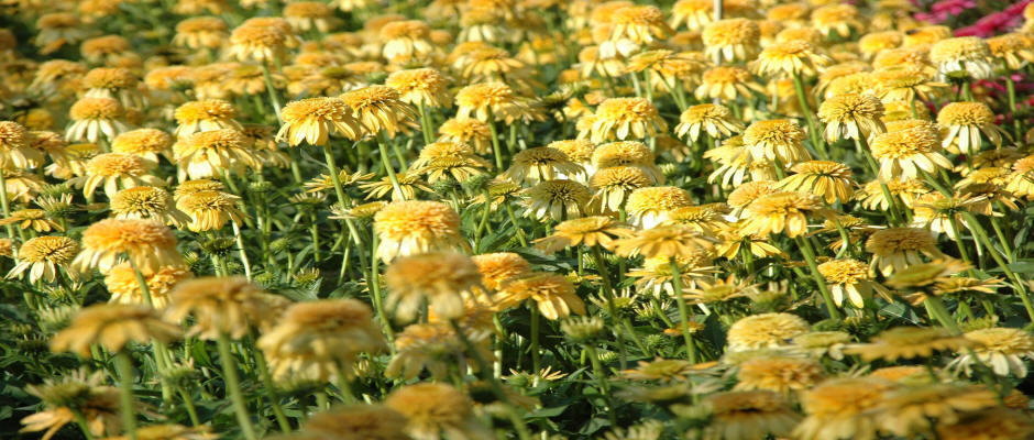 stromy listnaté jehličnaté keře popínavé rostliny funkie rostlinná školka v Polsku