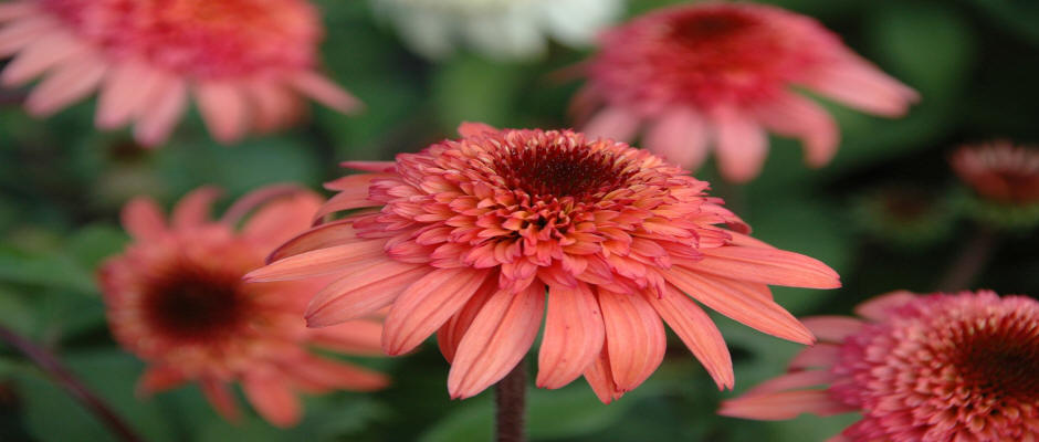 stromy listnaté jehličnaté keře popínavé rostliny funkie rostlinná školka v Polsku