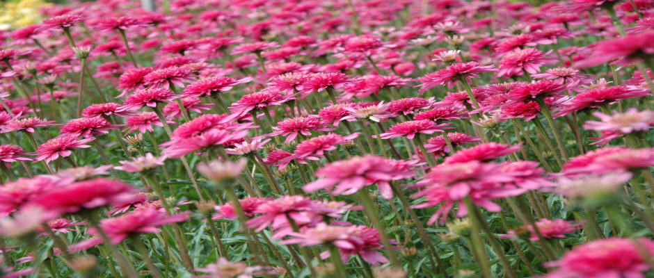 stromy listnaté jehličnaté keře popínavé rostliny funkie rostlinná školka v Polsku