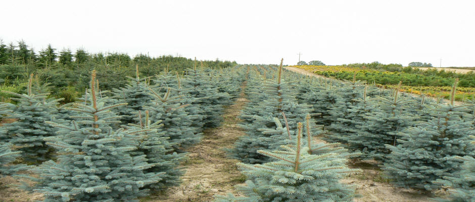 stromy listnaté jehličnaté keře popínavé rostliny funkie rostlinná školka v Polsku