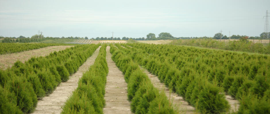 stromy listnaté jehličnaté keře popínavé rostliny funkie rostlinná školka v Polsku