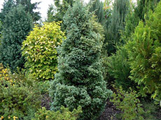 Jehličnaté rostliny