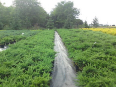 stromy listnaté jehličnaté keře popínavé rostliny funkie rostlinná školka v Polsku