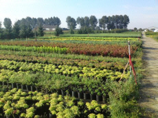 stromy listnaté jehličnaté keře popínavé rostliny funkie rostlinná školka v Polsku