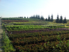 stromy listnaté jehličnaté keře popínavé rostliny funkie rostlinná školka v Polsku