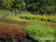 stromy listnaté jehličnaté keře popínavé rostliny funkie rostlinná školka v Polsku