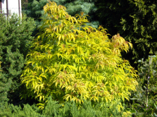 stromy listnaté jehličnaté keře popínavé rostliny funkie rostlinná školka v Polsku