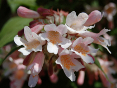 stromy listnaté jehličnaté keře popínavé rostliny funkie rostlinná školka v Polsku