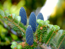 stromy listnaté jehličnaté keře popínavé rostliny funkie rostlinná školka v Polsku