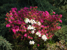 stromy listnaté jehličnaté keře popínavé rostliny funkie rostlinná školka v Polsku