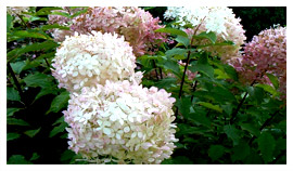 stromy listnaté jehličnaté keře popínavé rostliny funkie rostlinná školka v Polsku