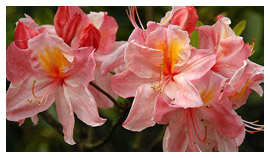 stromy listnaté jehličnaté keře popínavé rostliny funkie rostlinná školka v Polsku